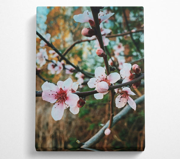  A Canvas Print of Pink Spring Bloom Canvas Print
