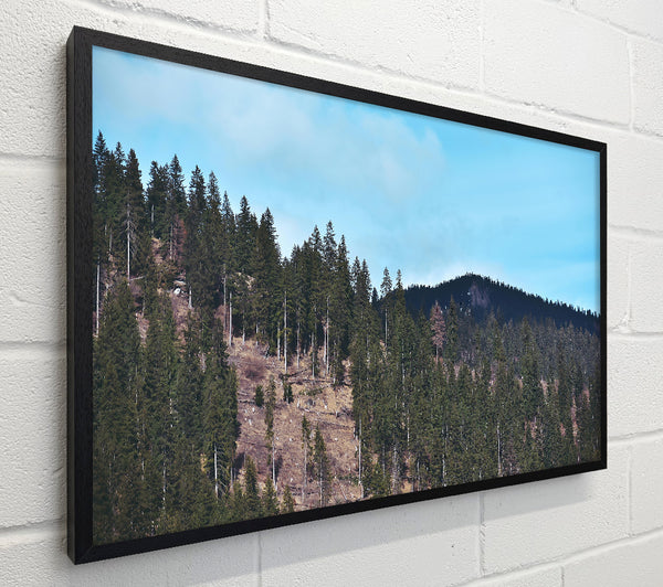 Blue Sky Evergreen Ridge