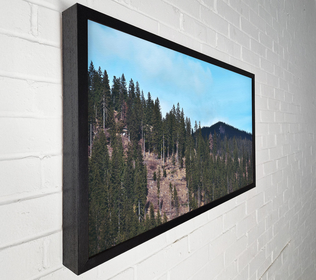  A Canvas Print of Blue Sky Evergreen Ridge Canvas Wall Art