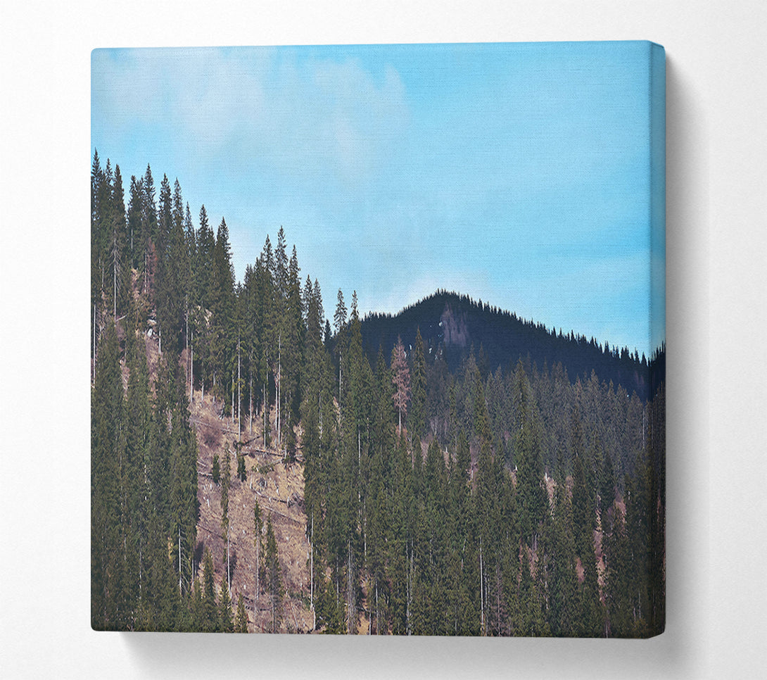  A Canvas Print of Blue Sky Evergreen Ridge Canvas Wall Art