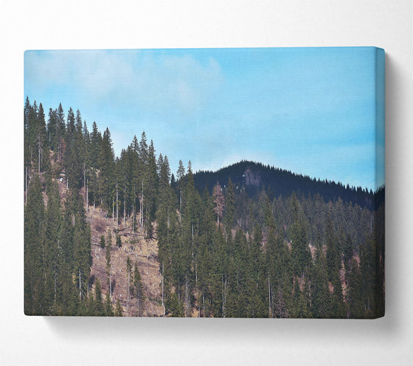 A Canvas Print of Blue Sky Evergreen Ridge Canvas Wall Art