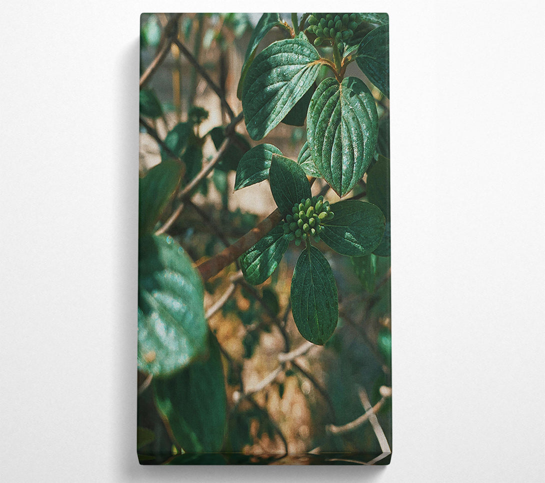  A Canvas Print of Emerald Green Boughs Canvas Wall Art