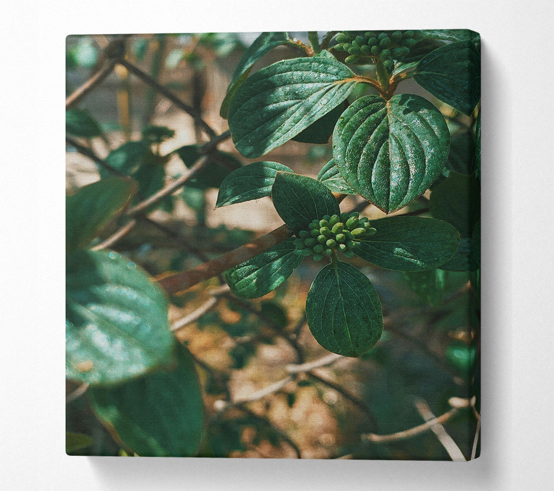  A Canvas Print of Emerald Green Boughs Canvas Wall Art