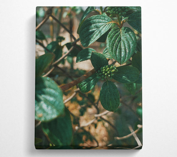  A Canvas Print of Emerald Green Boughs Canvas Wall Art