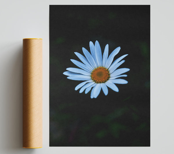 Blue Daisy Bloom Giclee Print