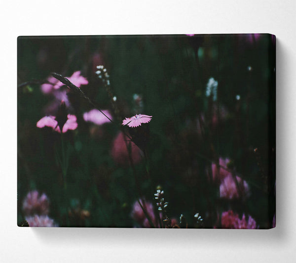  A Canvas Print of Pink Bloom In Darkness Canvas Print