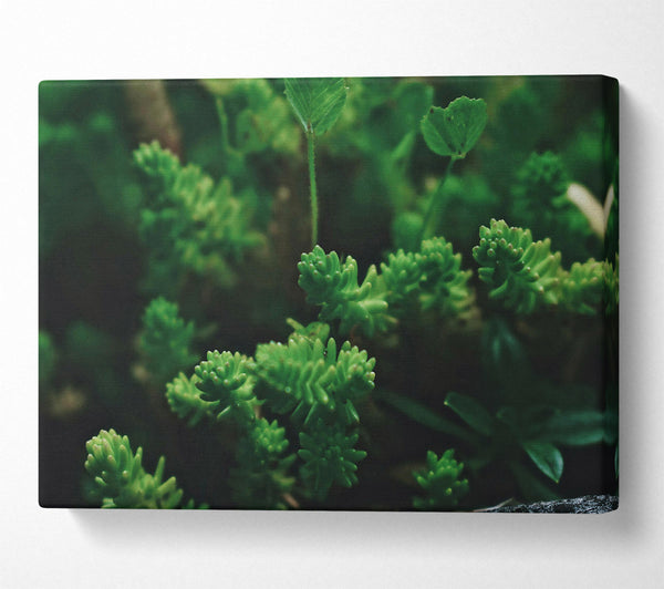  A Canvas Print of Emerald Green Growth Canvas Art