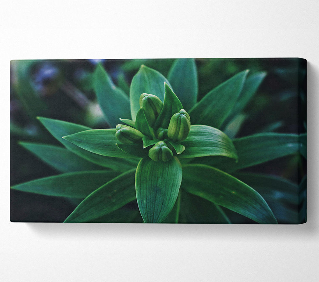  A Canvas Print of Emerald Green Buds Canvas Art