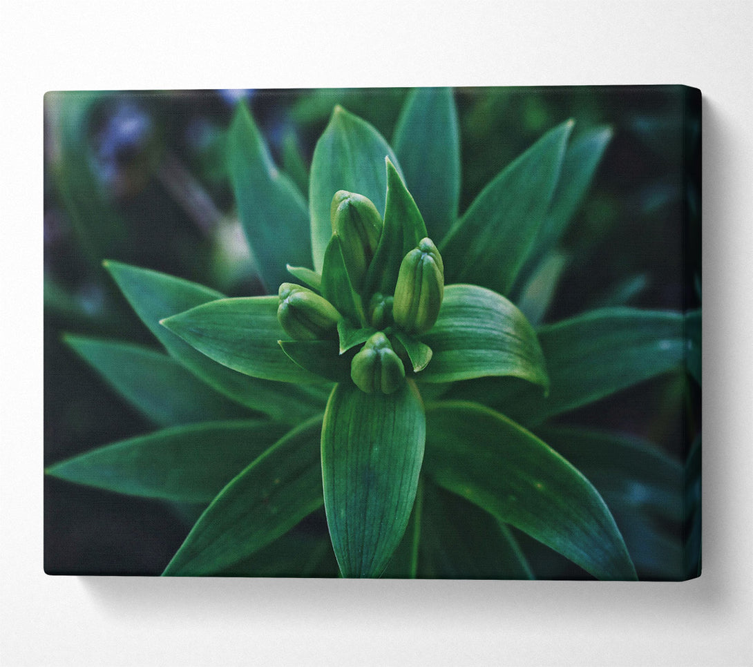  A Canvas Print of Emerald Green Buds Canvas Art