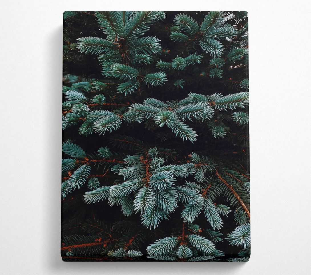  A Canvas Print of Teal Evergreen Branches Canvas Wall Art