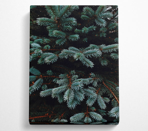  A Canvas Print of Teal Evergreen Branches Canvas Wall Art