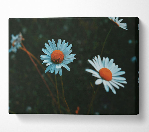  A Canvas Print of White Daisies In Bloom Canvas Wall Art