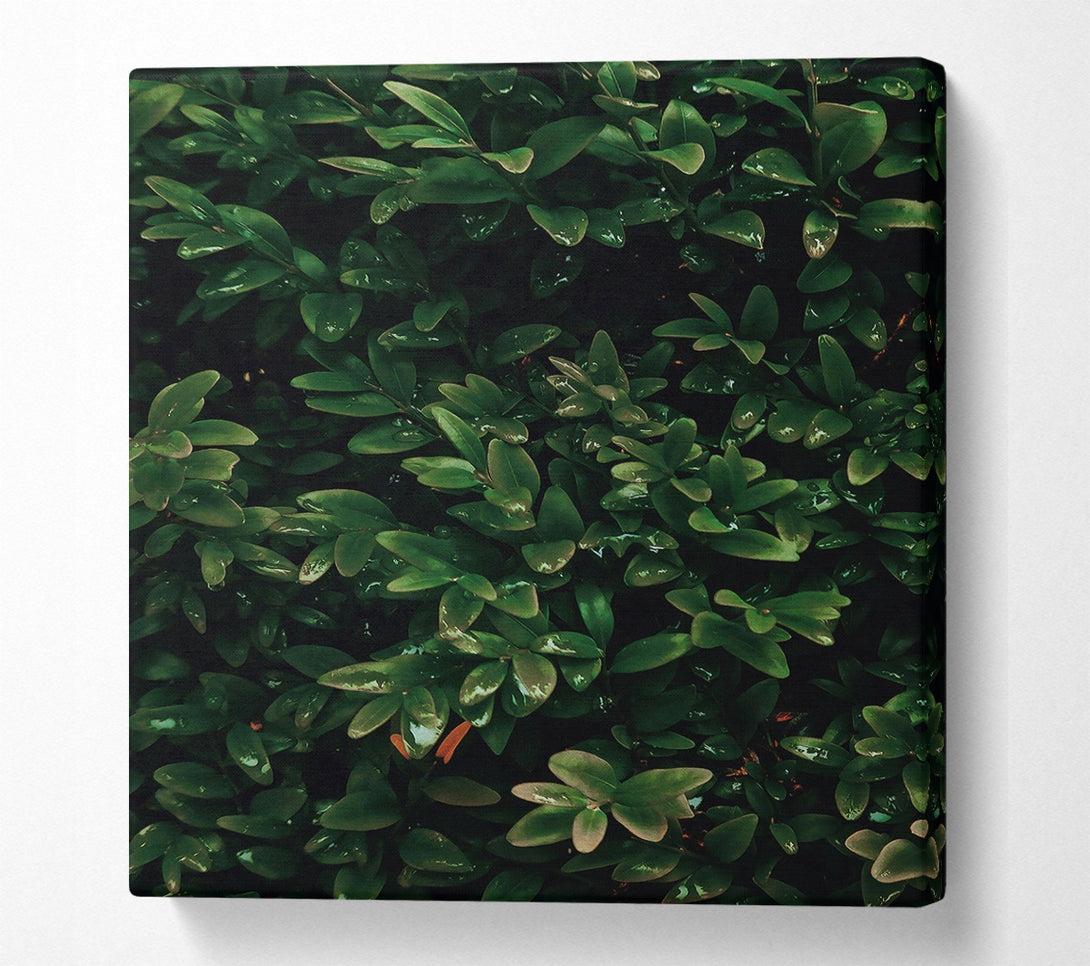  A Canvas Print of Emerald Green Lushness Canvas Art