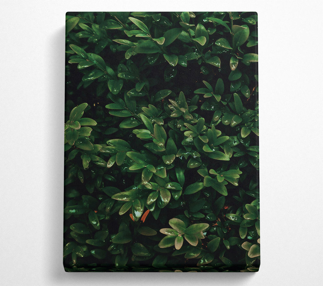  A Canvas Print of Emerald Green Lushness Canvas Art