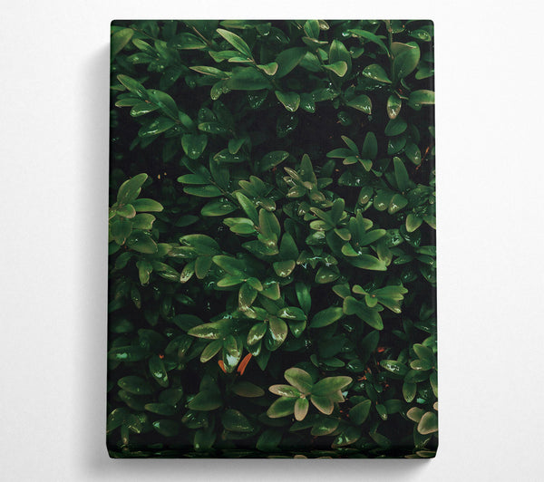  A Canvas Print of Emerald Green Lushness Canvas Art