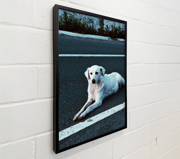 White Dog On Black Asphalt