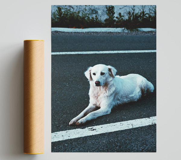 White Dog On Black Asphalt Print