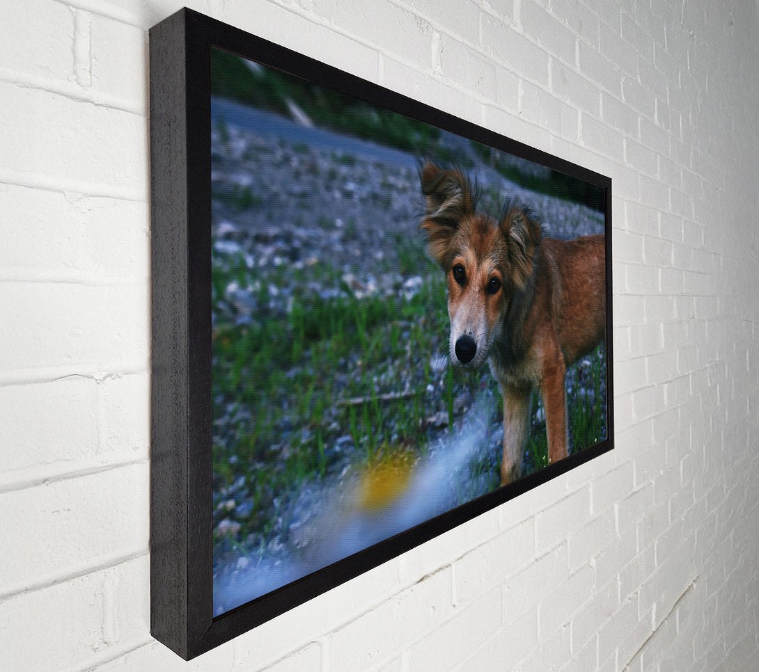  A Canvas Print of Golden Furred Wanderer Canvas Art