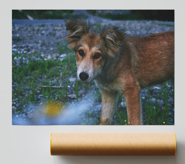 Golden Furred Wanderer Giclee Print