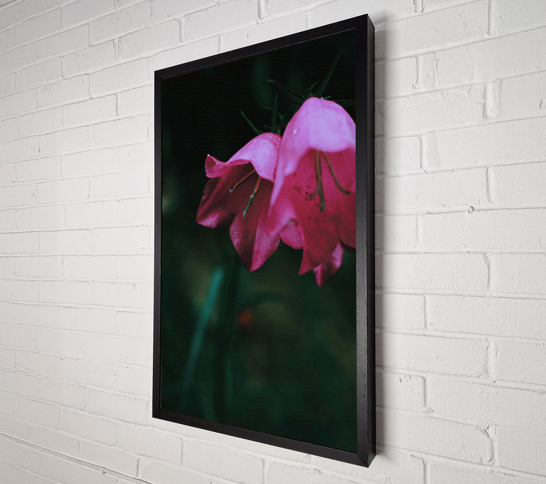  A Canvas Print of Crimson Bell'S Bloom Canvas Wall Art