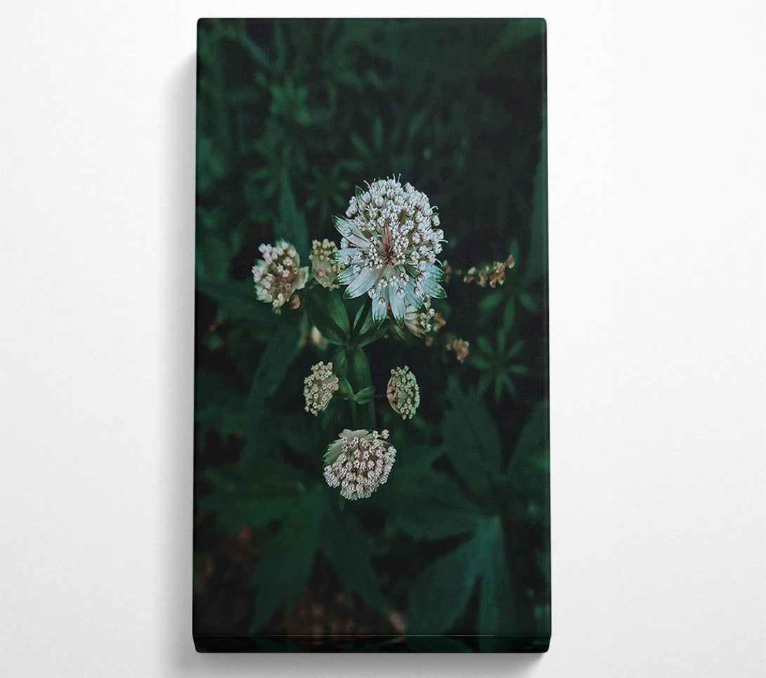 A Canvas Print of Emerald Bloom Whisper Canvas Print
