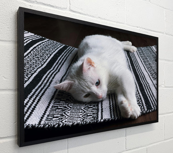 White Cat On Stripes