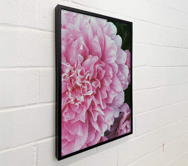 Blushing Pink Peony Bloom
