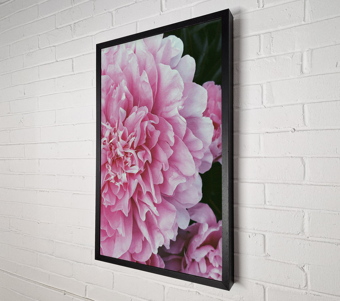 A Canvas Print of Blushing Pink Peony Bloom Canvas Art