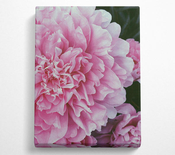  A Canvas Print of Blushing Pink Peony Bloom Canvas Art