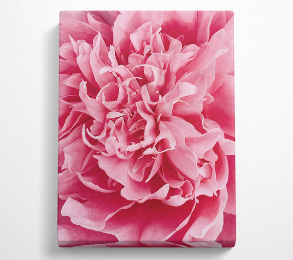  A Canvas Print of Pink Peony Embrace Canvas Wall Art