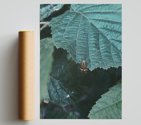 Emerald Leaf Moth Poster