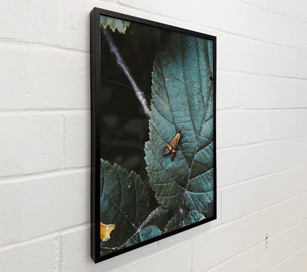 Teal Leaf Moth