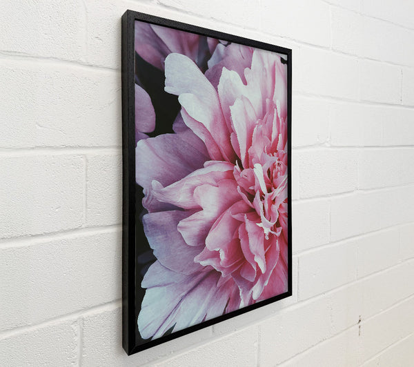 Blush Petal Bloom