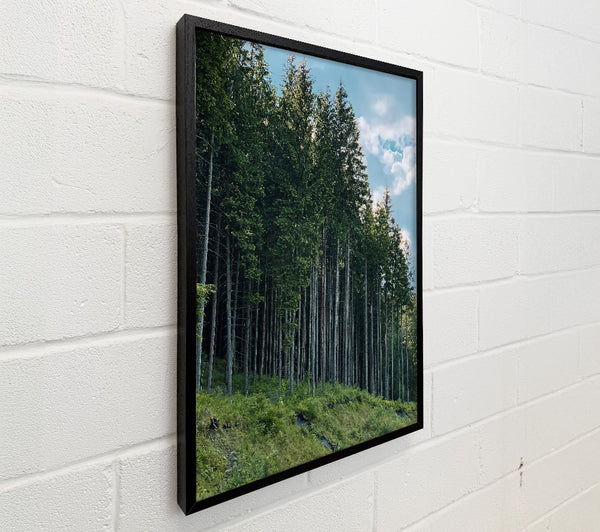Emerald Forest Line