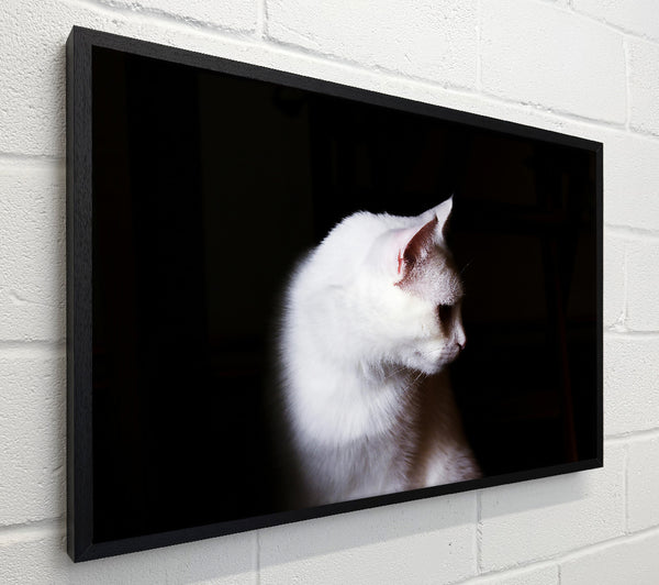 White Shadow In The Dark