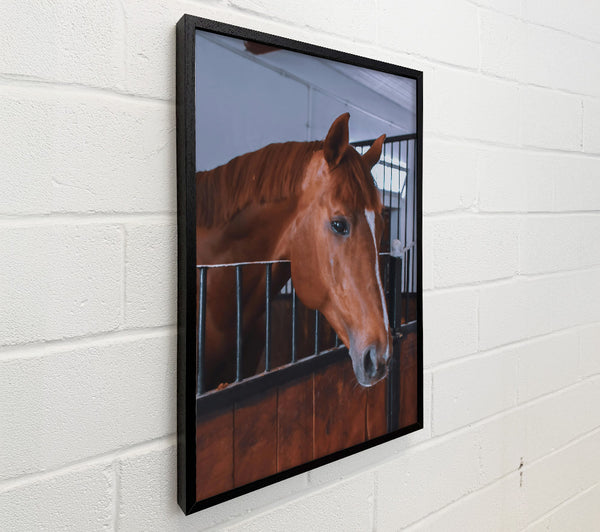 Chestnut Horse Stall