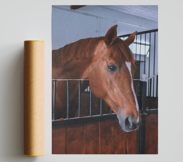 Chestnut Horse Stall Poster