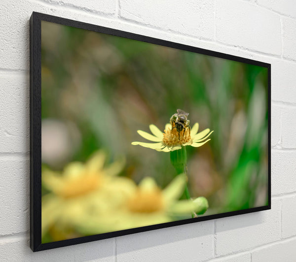 The Yellow Bee'S Visit