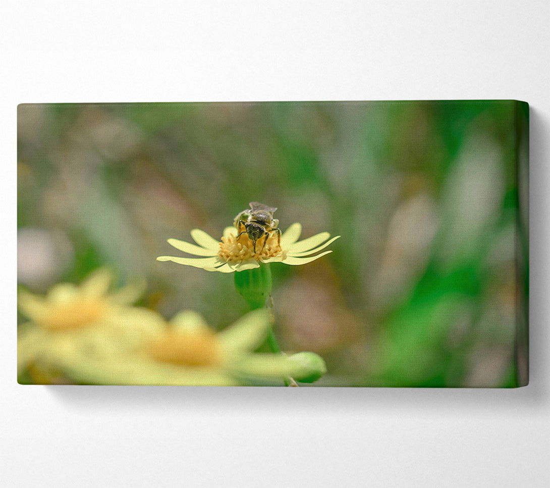  A Canvas Print of The Yellow Bee'S Visit Canvas Art
