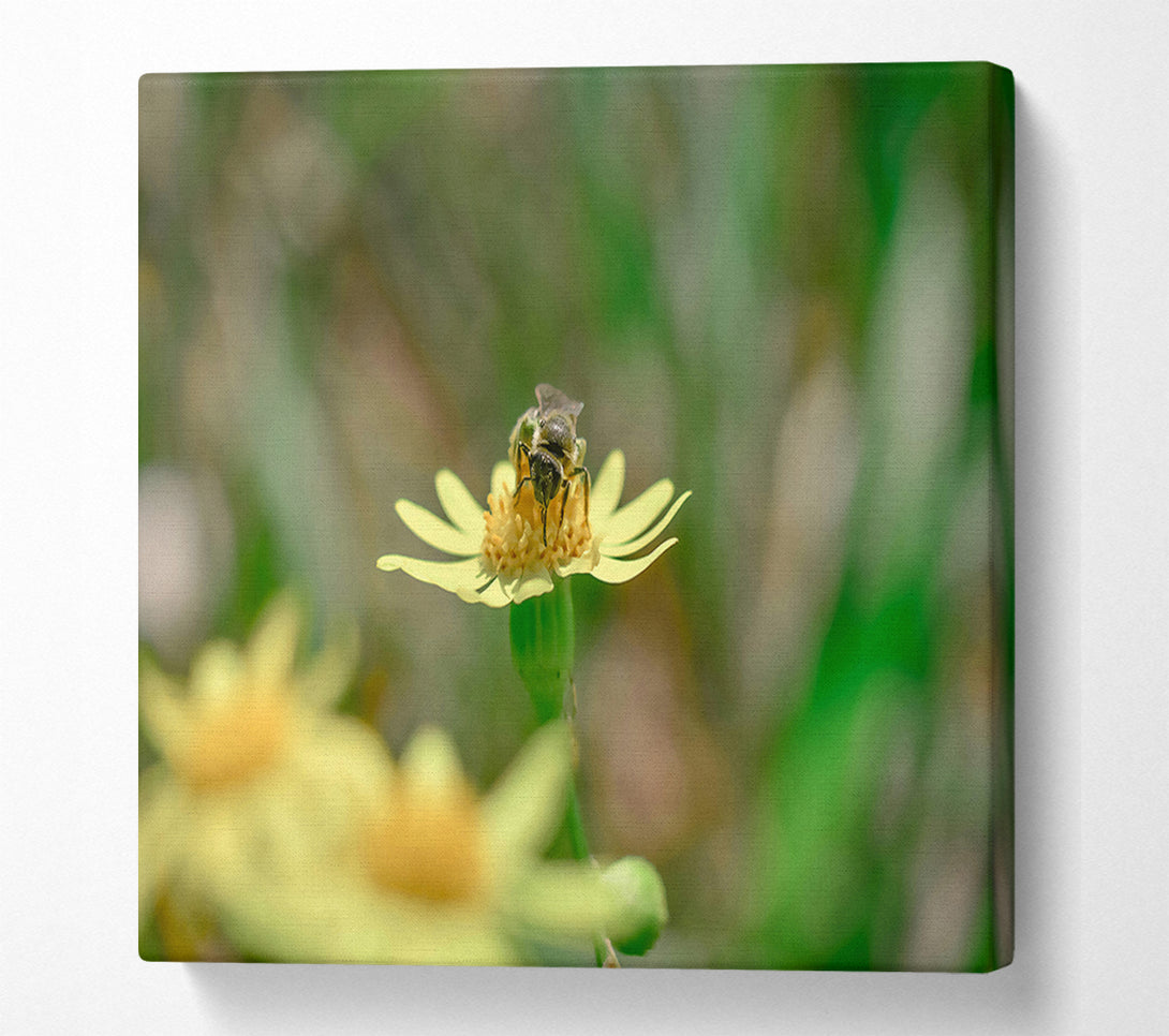  A Canvas Print of The Yellow Bee'S Visit Canvas Art
