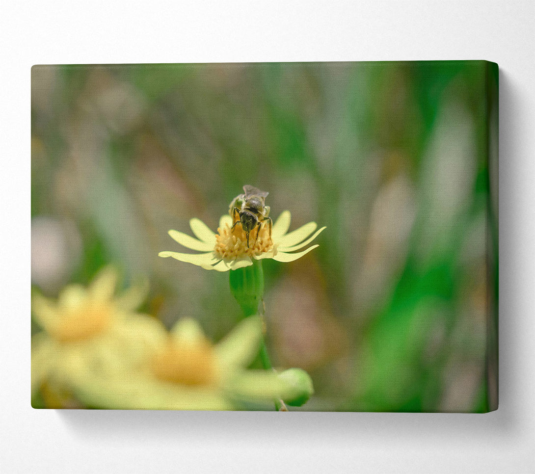  A Canvas Print of The Yellow Bee'S Visit Canvas Art