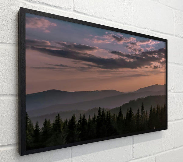 Pink Haze Over Pines
