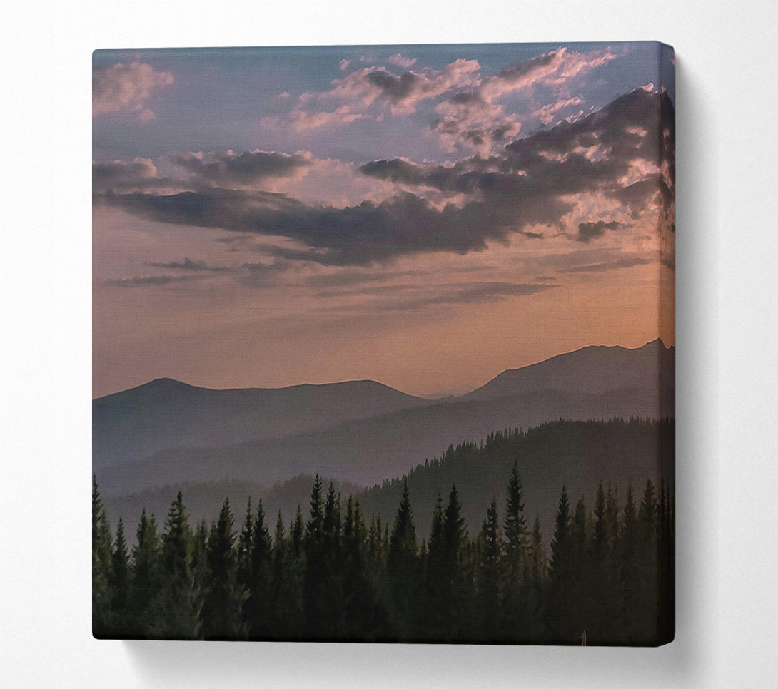  A Canvas Print of Pink Haze Over Pines Canvas Art