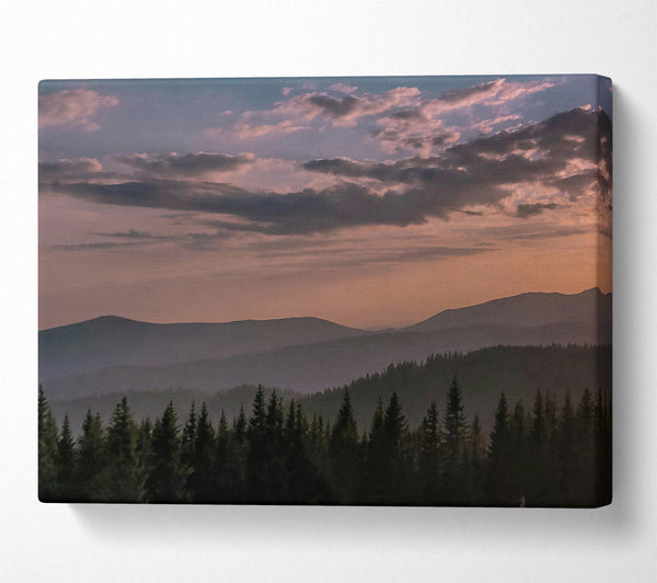  A Canvas Print of Pink Haze Over Pines Canvas Art