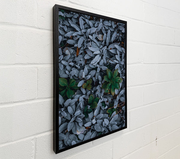 Silver & Green Foliage