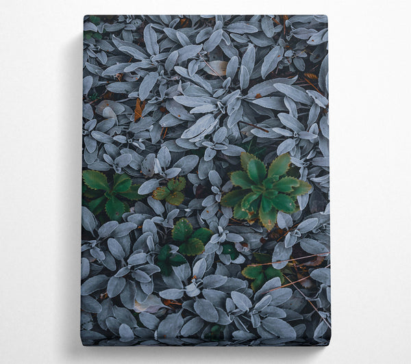  A Canvas Print of Silver & Green Foliage Canvas Wall Art