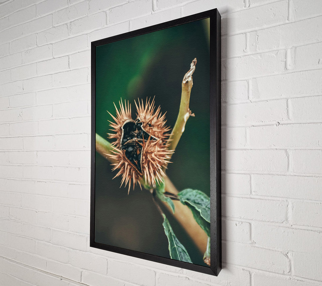  A Canvas Print of Brown Spiky Seed Pod Canvas Print