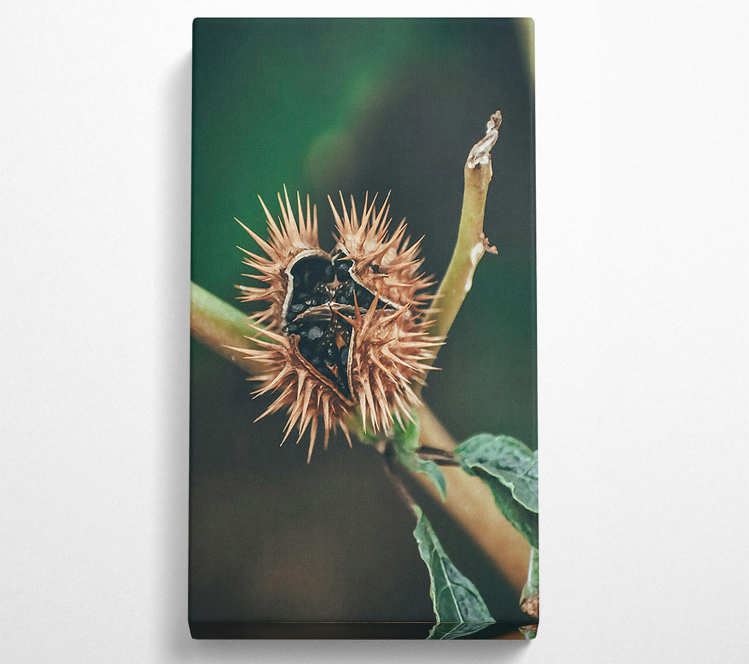  A Canvas Print of Brown Spiky Seed Pod Canvas Print