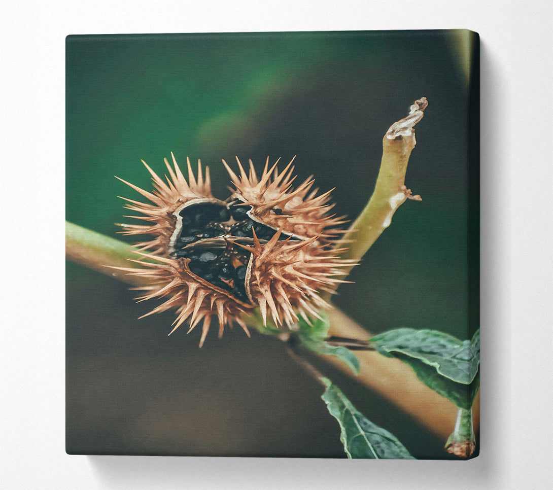  A Canvas Print of Brown Spiky Seed Pod Canvas Print
