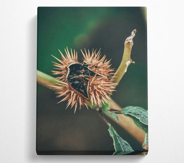  A Canvas Print of Brown Spiky Seed Pod Canvas Print